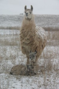 llama1